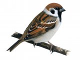 Illustration of Tree Sparrow (Passer montanus) (#1234)