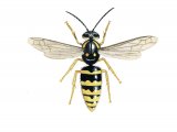 Illustration of Tree Wasp (Dolichovespula sylvestris) (#3158)