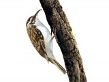 Illustration of Treecreeper (Certhia familiaris) (#4072)
