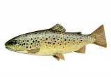Illustration of Trout (Brown) Salmo trutta (#2047)