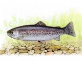 Illustration of Trout (Rainbow) Salmo gairdne (#0195)