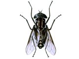 Illustration of Tsetse Fly (Glossina Spp.) (#1345)