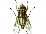 Illustration of Tsetse Fly (Glossina Spp.) (male) (#1629)