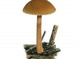 Illustration of Tubaria furfuracea (Scurfy Twiglet) (#3623)