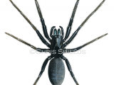 Illustration of Tube Web Spider (Segestria florentina) (#2201)