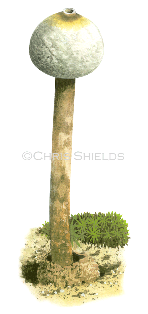 Illustration of Tulustoma brumale (winter Stalkball) (#4544)