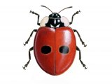 Illustration of Two-spot Ladybird (Adalia 2-punctata) (#0915)