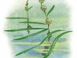 Illustration of Unbranched Burr-reed (Sparganium emersum) (#0835)