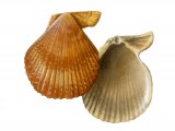 Illustration of Variegated Scallop (Chlamys varia) (#1892)