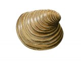 Illustration of Venus casina (Circomphalus casina) (#2340)