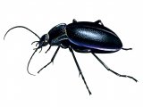 Illustration of Violet Ground Beetle (Carabus violates) (#3405)