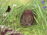 Illustration of Vole (Common) Microtus arvalis (#3677)