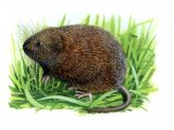 Illustration of Vole - Water (Arvicola amphibius) (#0282)