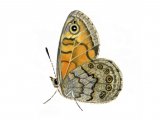 Illustration of Wall Brown (Lasiommata megera) (#0337)