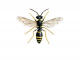 Illustration of Wall Mason Wasp (Ancistrocerus parietum) (#3144)