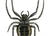 Illustration of Walnut Orb-weaver Spider (Nutenea umbratica) (#2749)