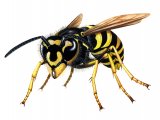 Illustration of Common Wasp (Vespula vugaris) (#2172)