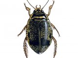 Illustration of Water Beetle (Acilius sulcatus) (#2140)