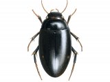 Illustration of Water Beetle (Agabus biguttatus) (#2845)