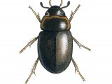 Illustration of Water Beetle (Anacaena limbata) (#3453)