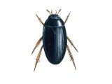 Illustration of Water Beetle (Hydrobius fuscipes) (#3436)