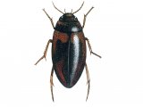 Illustration of Water Beetle (Hydropurus palustris) (#3440)