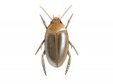 Illustration of Water Beetle (Laccophilus minutus) (#3449)
