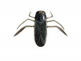Illustration of Water Boatman (Corixa punctata) (#2125)