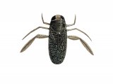 Illustration of Water Boatman (Hesperocorixa sahlbergi) (#2126)