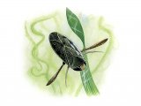 Illustration of Water Boatman Corixa punctata) (#3254)