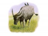 Illustration of Water Buffalo (Bubalus bubalis) (#3319)