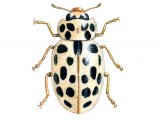 Illustration of Water Ladybird (winter form) Anisosticta 19-punctata (#0609)