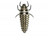 Illustration of Water Ladybird Larvae (Anisosticta 19-punctata (#1804)