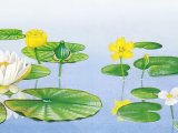 Illustration of Water Lilies & Frogbit (#0994)