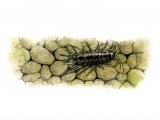 Illustration of Water Louse (Asellus aquaticus) (#1535)