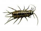 Illustration of Water Louse (Asellus aquaticus) (#1575)