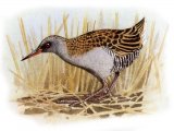Illustration of Water Rail (Rallus aquaticus) (#1351)