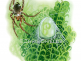 Illustration of Water Spider (Argyroneta aquatica) (#1515)