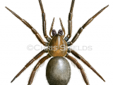 Illustration of Water Spider (Argyroneta aquatica) (#3165)