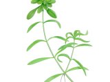 Illustration of Water Starwort (Blunt-fruited) Callitriche obtusangula (#2818)