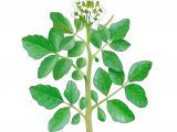 Illustration of Watercress (Nasturtium officinale) (#4360)
