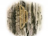 Illustration of Waved Umber (Menophra abruptaria) (#3416)