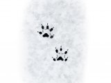 Illustration of Weasel Footprints (#4187)
