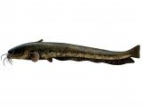 Illustration of Wels Catfish (Silurus glanis) (#2688)
