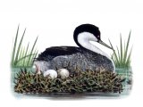 Illustration of Western Grebe (Aechmophorus occidentalis) (#4321)