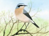 Illustration of Wheatear (Oenanthe oenanthe) (#3393)