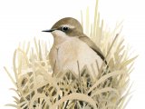 Illustration of Wheatear female (Oenanthe oenanthe) (#3395)