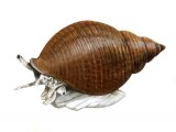 Illustration of Common Whelk (Buccinum undatum) (#1835)