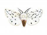 Illustration of White Ermine Moth (Spilosoma lubricipeda) (#1739)
