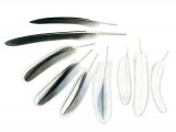 Illustration of White Pelican feathers (Pelecanus onocrotalus)l (#1769)